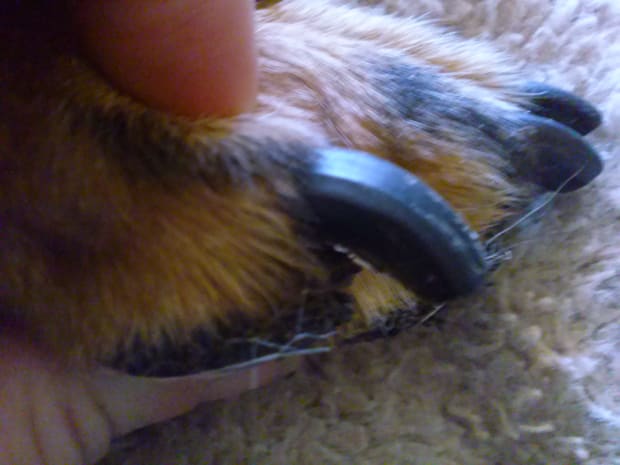 how long does it take for dog nail to grow back