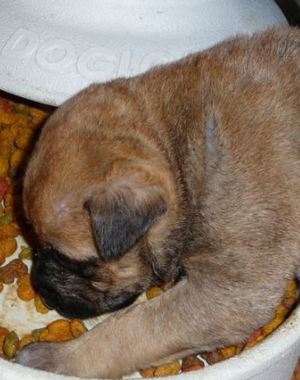 how often should puppies eat gruel