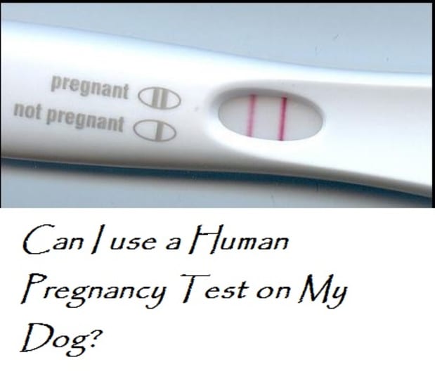 are there dog pregnancy tests