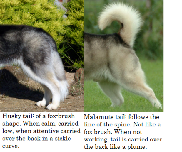 what are the differences between a malamute