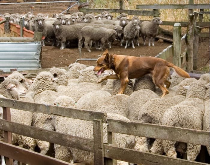 Martin Pot (Martybugs at en.wikipedia) Australian Kelpie walking across the backs of sheep, The Shearing Shed, Yallingup, Western Australia CC BY 3.0