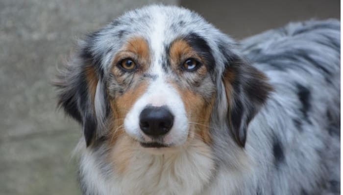 The right eye of this dog has a blue segment within the brown eye. This is medically termed "heterochromia iridis."