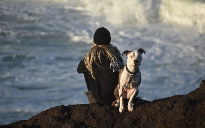 Dogs should have a natural inclination to find cliffs intimidating. This prevents them from falling off of one.