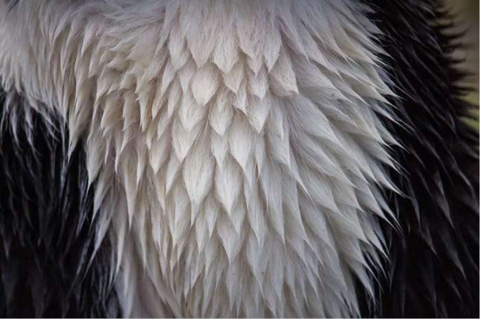 The longer guard hairs around the neck/shoulder areas allow rain to fall off, protecting the inner coat and skin.