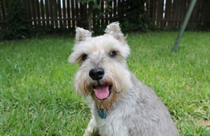 The schnauzer's beard, bushy whiskers and thick "eyebrows" help protect the face, but also gives this breed its distinctive look.