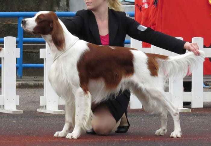 Irish Red And White Setter in Tallinn, Томасина, CC BY-SA 3.0