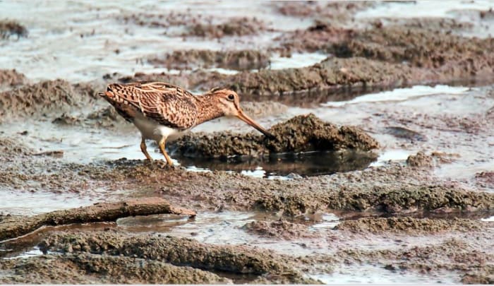 The term snipey muzzle in dogs, most likely derives from the snipe with its characteristic long bill
