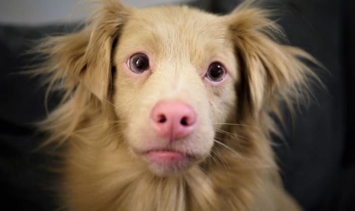 Generally, the hair around the dog's eyes will grow back once the underlying condition is recognized and treated.