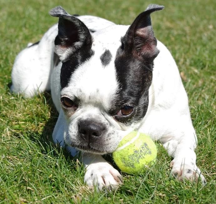 Picture of a Boston terrier with the Haggerty dot. Although the Haggerty spot is not specifically mentioned in the breed standard, it is considered a characteristic.