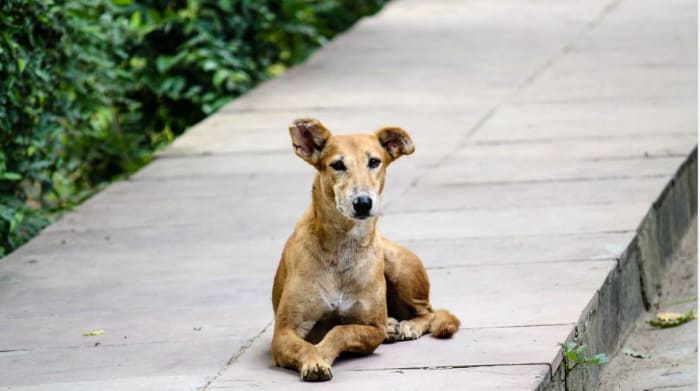 What Causes Cauliflower Ear in Dogs? - Dog Discoveries