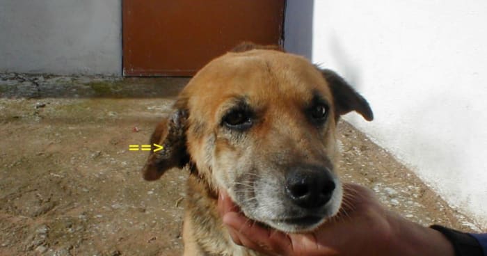Picture of a dog with "cauliflower ear." Author: Lucyin, Creative CommonsundefinedAttribution-Share Alike 3.0 Unported