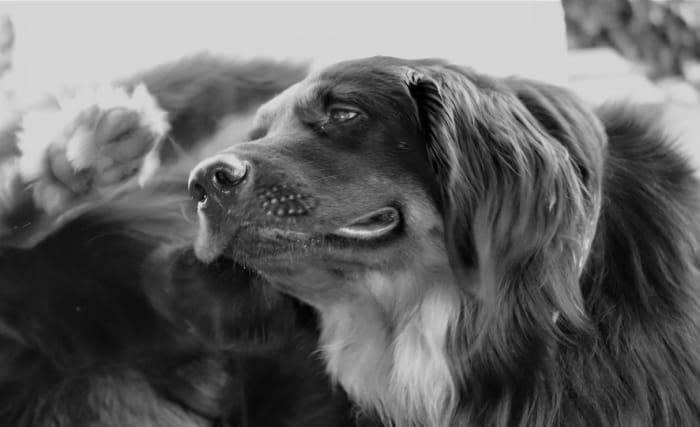 Excessive ear scratching in dogs can lead to ear flaps filling up with blood and consequent swelling.