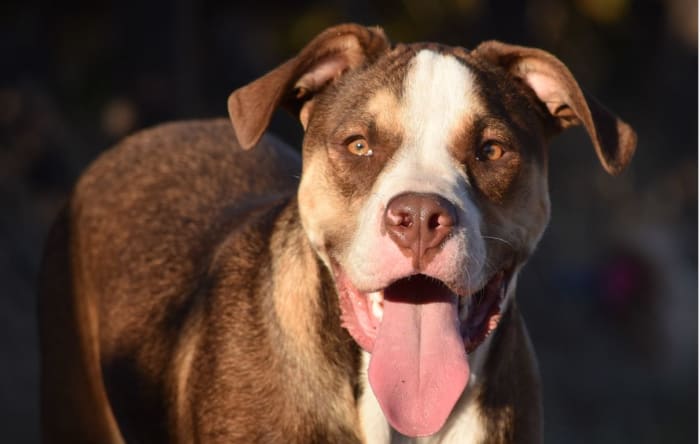 If your dog won't lie down and is panting, he may be trying to tell you something is wrong. Don't underestimate the problem.
