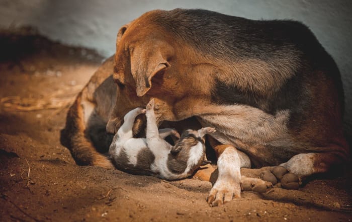 Inguinal presentation in a puppy