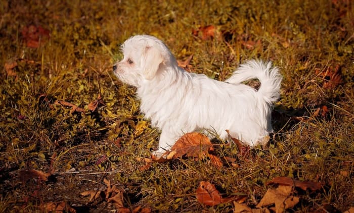 Maltese are slower to develop compared to other breeds of dogs. Recognizing early signs of needing to be taken out to potty is paramount.