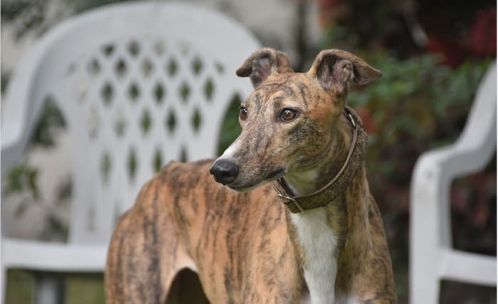 Greyhounds make great universal blood donors courtesy of many of them presenting with the DEA 1.1 blood type.