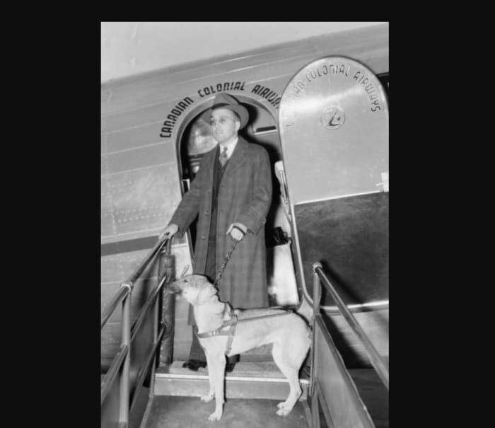If a blind person decides to descend a flight of stairs, a properly trained guide dog would exhibit intelligent disobedience by refusing to move unless the handler issues a specific cue that informs the dog he is aware of the stairs.