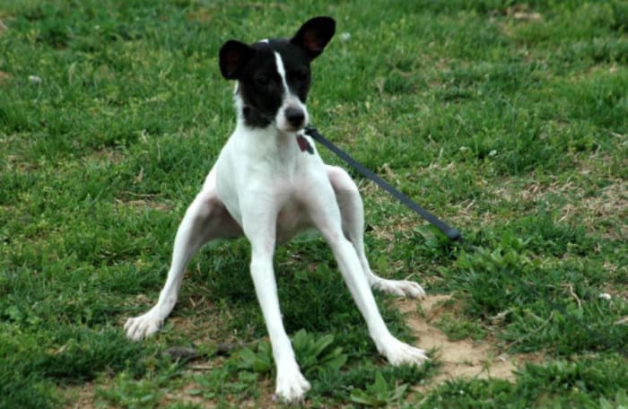 During approach-avoidance a dog may appear to be in conflict between approaching or suddenly withdrawing.