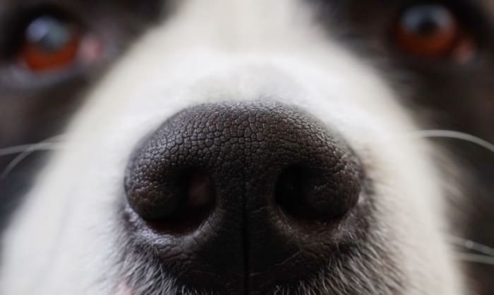 Your dog's nose is heavily lined with blood vessels, causing nose cuts to bleed a lot.