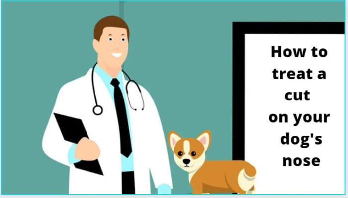 How to heal a cut on a dog's nose?