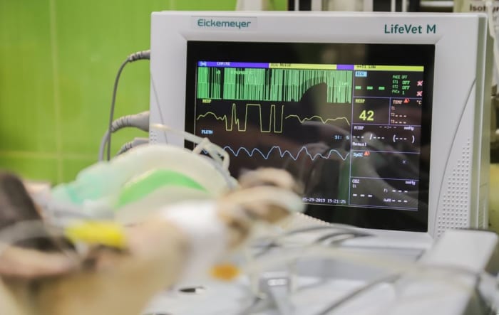If you can hear your dog's heart beat from across the room, see your vet for diagnosis and treatment.
