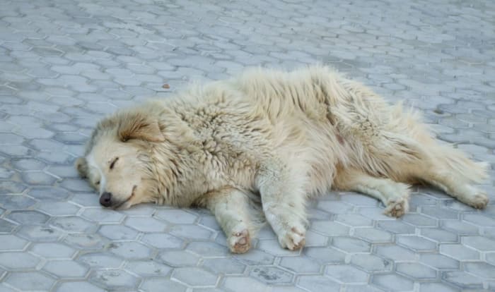 Ever wondered how stray dogs get to relax and sleep in the midst of the hustle and bustle of busy city life?
