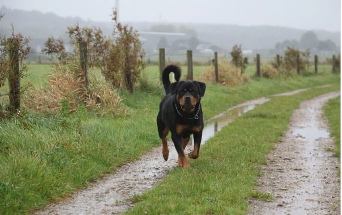 Territorial behavior in Rottweilers are not expected to show up at least until 6 months of age or older
