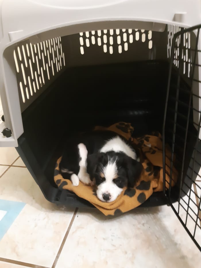 Make your crate nice and comfy and ask the breeder to provide you with something such as a blanket that smells like home
