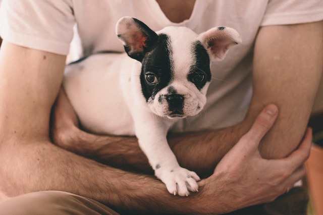 Dog ear are highly innervated and rubbing them sends nerve impulses to the dog's hypothalamus and pituitary glands