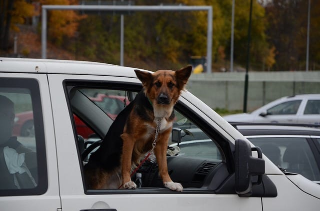 Although there's somebody in the car with this dog, he may jump out at a moment's notice should he get suddenly excited about something