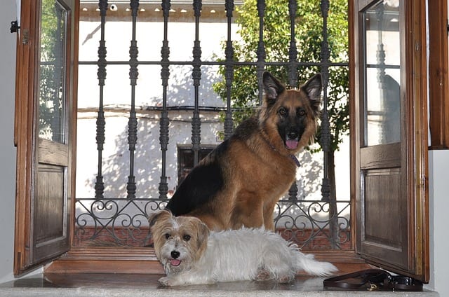 Situational medications for dog separation anxiety are event-based and therefore used on specific occasions