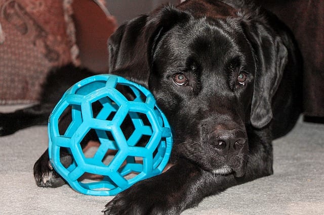 This dog has laid down with the toy in front of him. He is likely eager to soon start mouthing and chewing on it