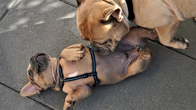 This puppy is trying to defuse a situation. It's as if saying "I'm just a puppy, please be gentle with me."
