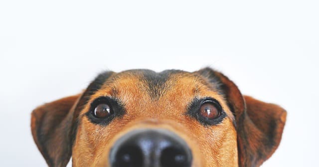 When a dog sniffs, his vomeronasal organ fires a signal to the hypothalamus, an area of the brain known for controlling sex drive
