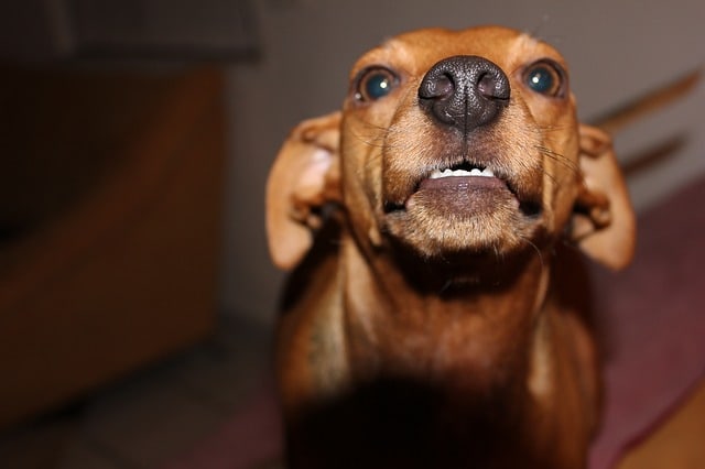This dog is showing some degree of hard eyes with a growl or beginning of barking. Perhaps this dog is intimidated by the camera? Only context can provide the true answer