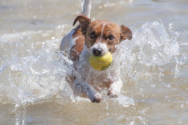 Dogs don't confuse balls with prey animals, but their instincts to chase are deep in their genetic core