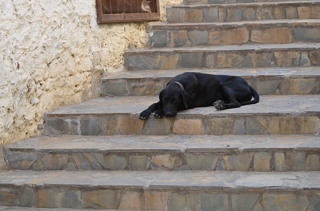 Elderly dogs may develop joint problems as they age or cognitive changes that cause them to become reluctant to use stairs