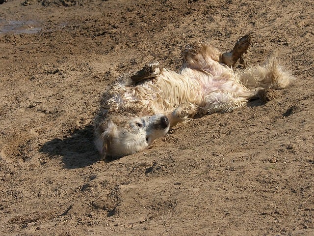 why-do-dogs-act-crazy-after-a-bath-dog-discoveries