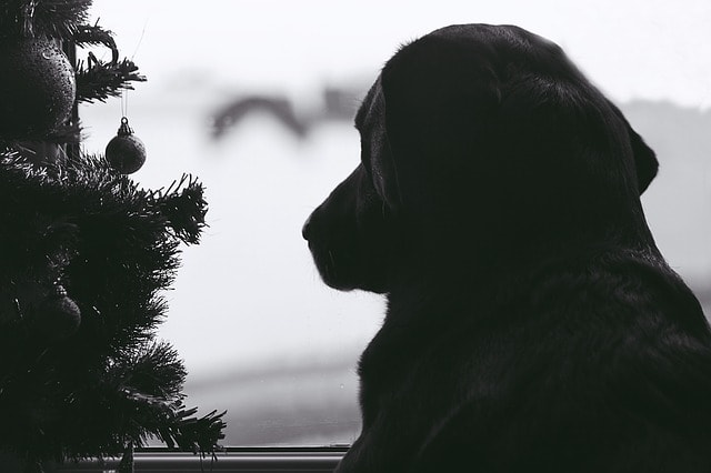 Many dogs discover pine needles around Christmas time