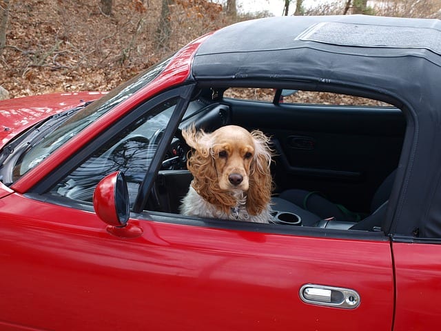 Although this cocker spaniel seems to be waiting its owner, it must feel good to have the breeze caress those ears