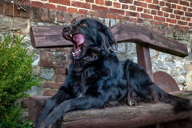 This dog is looking away and even yawning. Perhaps the camera pointing at him is making him umcomfortable.