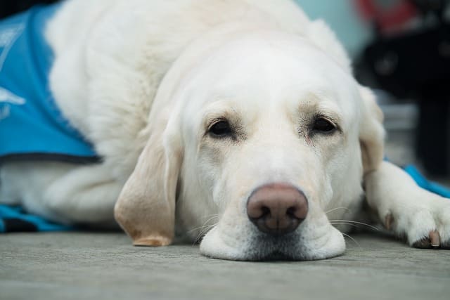 Why Do Dogs Shed When Stressed