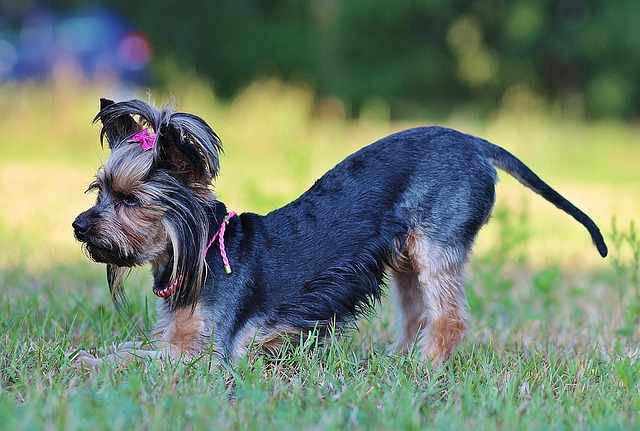 This Yorkie is doing a play bow. Watch how attentive her gaze is, focusing and getting ready to spring into action