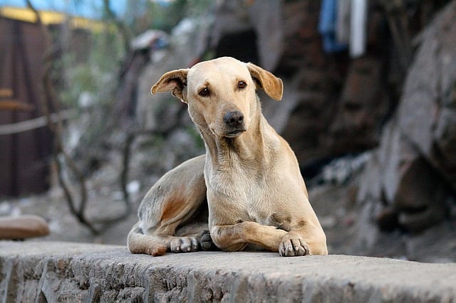 If a dog's ear hematoma is left untreated, it could lead to an unsightly crinkled "cauliflower ear."