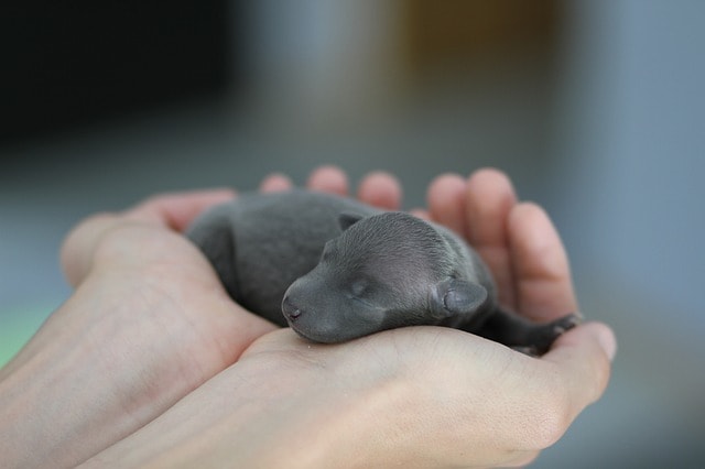 Puppies come equipped with special heat sensors that are strategically located just around those nose slits.