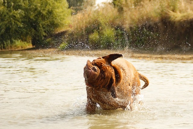 A dog shaking his fur is following his instincts, just as a mom would tell a child to take off wet clothing.