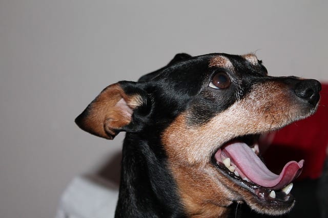 Usually, if the licking is triggered by stress, there will be some additional signs like yawning, panting, cowering and tucking the tail