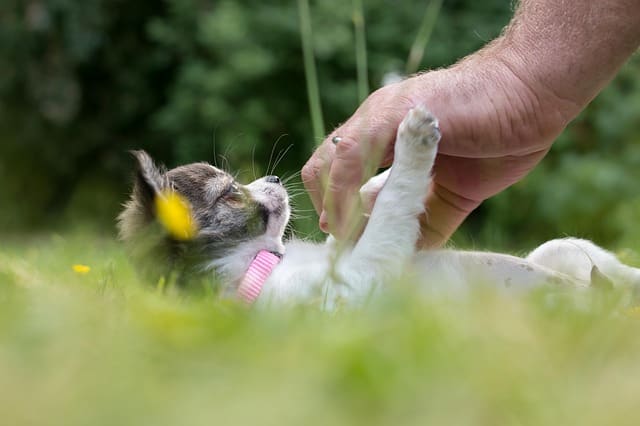 Many dogs enjoy being rubbed in the chest area considering it's a place they can't scratch very easily
