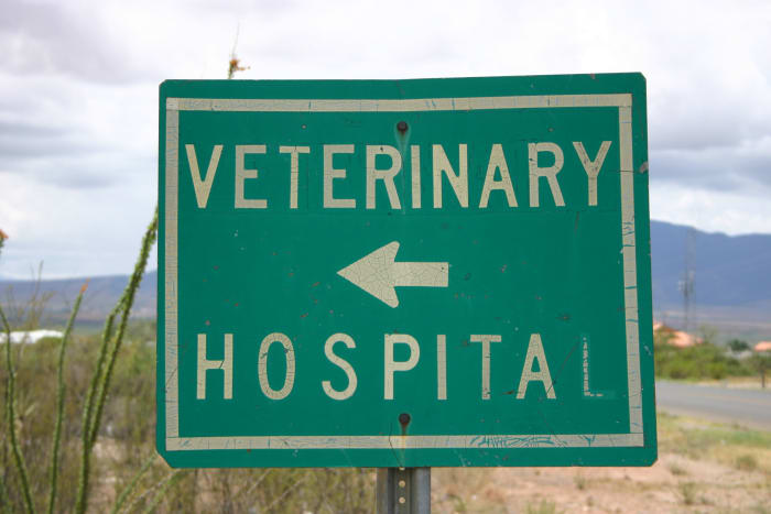 Always have your vet check any lumps in your dog.