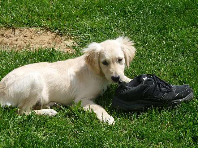 Puppies and young dogs tend to often chew things when left alone especially if bored and if they associate their owner's presence with punishment